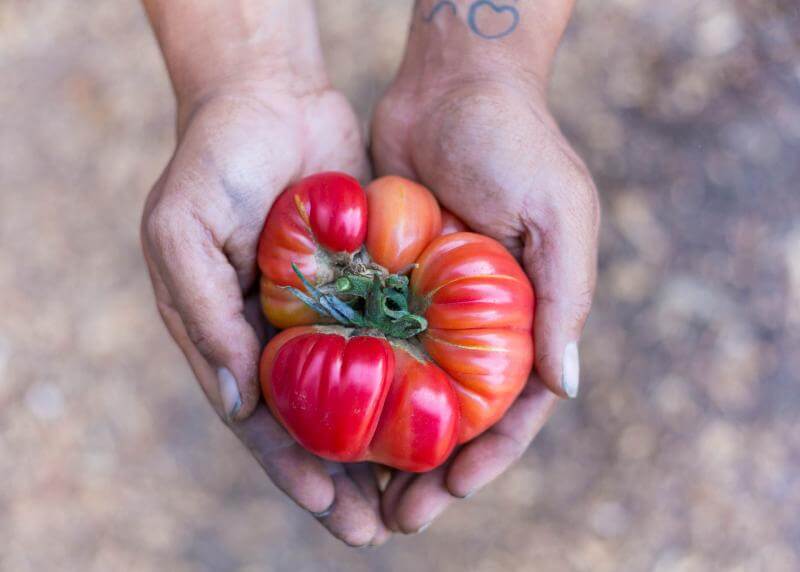 tomato in hand